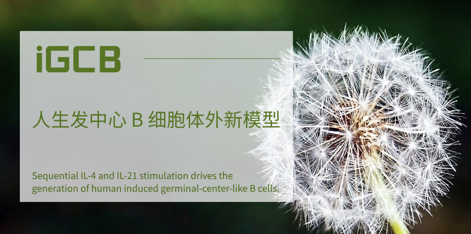 体外重构人生发中心 B 细胞：iGCB 模型的建立与功能表征
