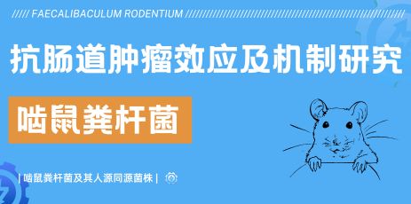 内源小鼠肠道菌群成员啮鼠粪杆菌及其人源同源菌株可抵御肠道肿瘤生长