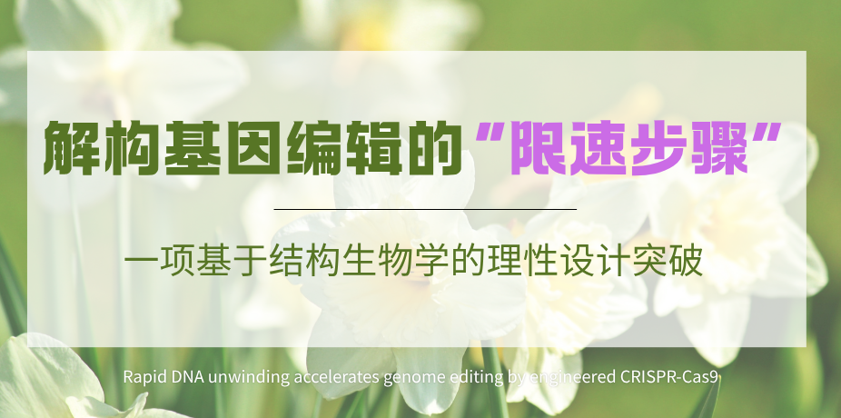 突破Cas9活性局限：WED结构域突变成为基因编辑效率提升的关键钥匙
