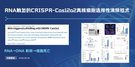 RNA触发的CRISPR-Cas12a2真核细胞选择性清除技术