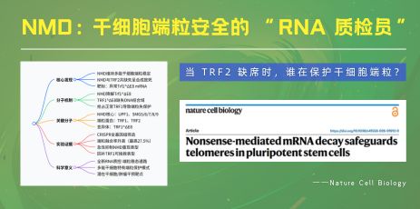 NMD 通路通过调控 TRF1 剪接异构体维持干细胞端粒完整
