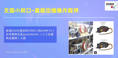 无菌小鼠口-直肠定植操作程序