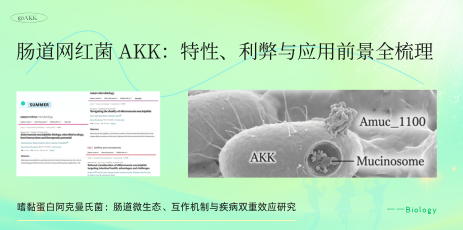 肠道网红菌 AKK：特性、利弊与应用前景全梳理