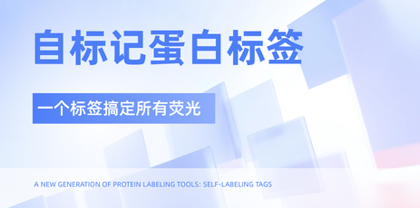 自标记蛋白标签：原理、系统与应用全解析